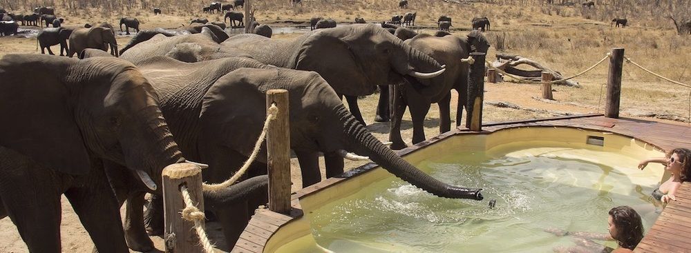 Ivory Lodge Dete Kültér fotó